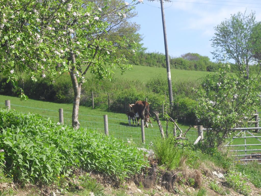 Staylittle Farm Dolgellau Buitenkant foto